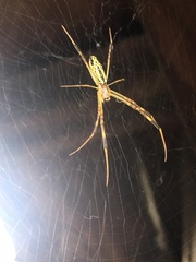 Trichonephila clavata