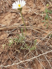Erigeron bellidiastrum