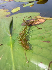 Elodea nuttallii