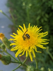 Agapostemon virescens