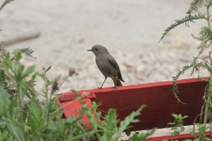 Phoenicurus ochruros