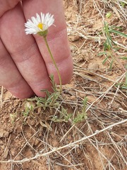 Erigeron bellidiastrum