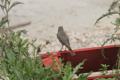 Phoenicurus ochruros