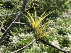 Tillandsia achyrostachys