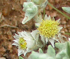 Helichrysum cerastioides