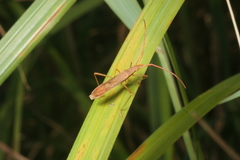 Protenor belfragei