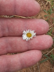 Erigeron bellidiastrum