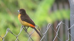 Ramphocelus flammigerus flammigerus