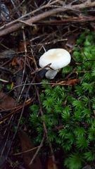 Hydnum crocidens