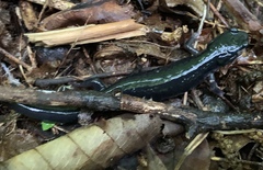 Plethodontinae