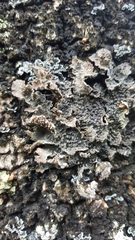 Pseudocyphellaria haywardiorum