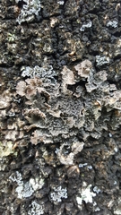 Pseudocyphellaria haywardiorum