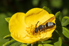 Euodynerus leucomelas