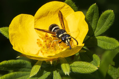 Euodynerus leucomelas