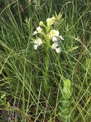 Platanthera praeclara