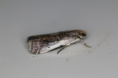 Acrobasis vaccinii