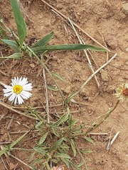 Erigeron bellidiastrum