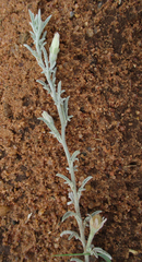 Convolvulus ocellatus image