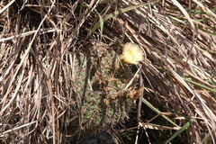 Gymnocalycium reductum
