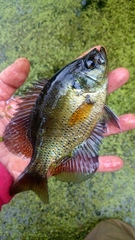 Centrarchus macropterus