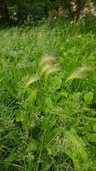 Hordeum jubatum