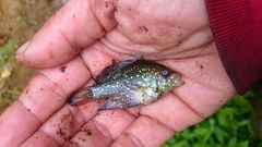 Enneacanthus gloriosus