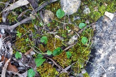 Corybas diemenicus