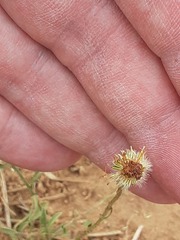 Erigeron bellidiastrum
