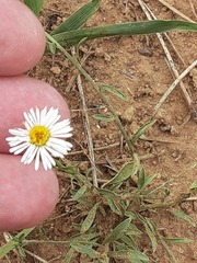 Erigeron bellidiastrum