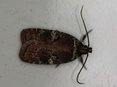 Agonopterix lythrella