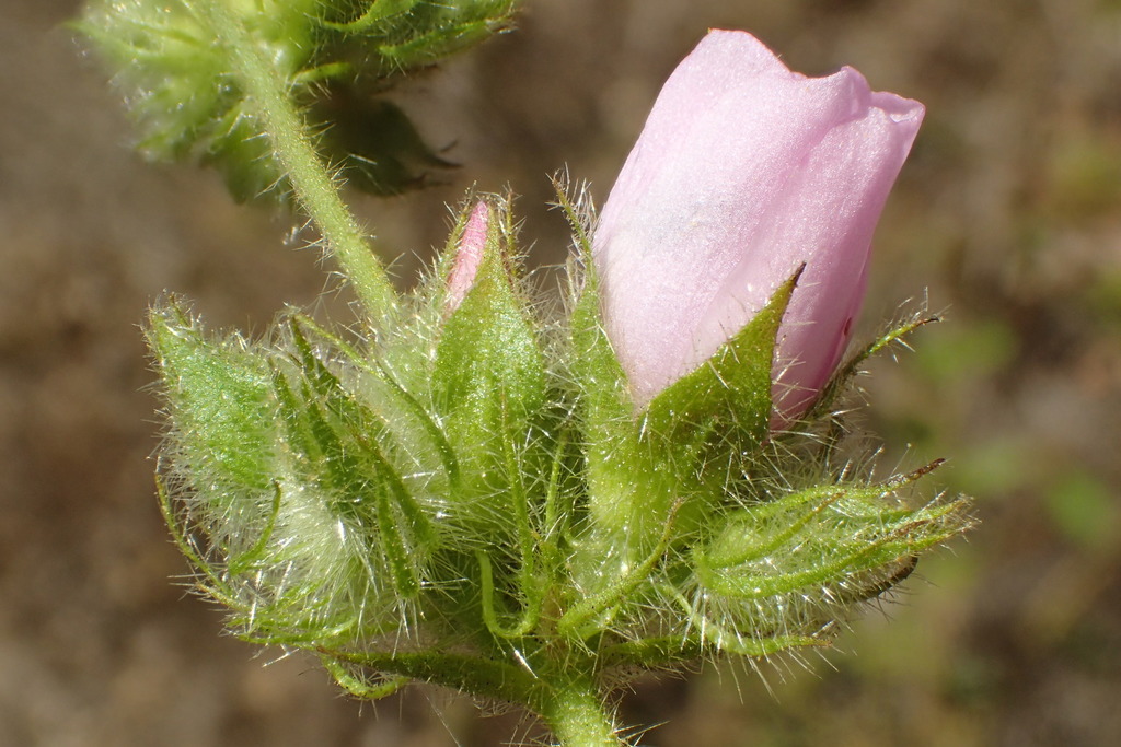 few-rayed bushmallow