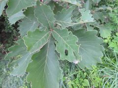 Quercus dentata