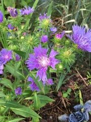 Stokesia