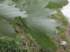 Quercus dentata
