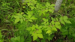 Lonicera maximowiczii