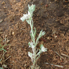 Helichrysum cerastioides