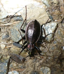 Carabus depressus