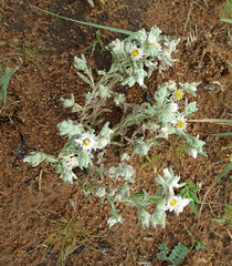 Helichrysum cerastioides