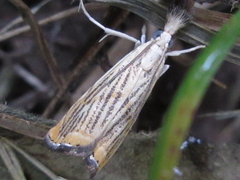 Flavocrambus striatellus