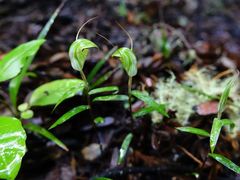 Pterostylis brumalis