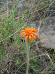 Criscia stricta