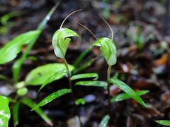Pterostylis brumalis