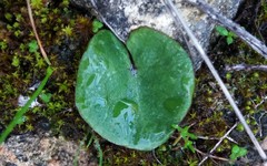 Corybas diemenicus