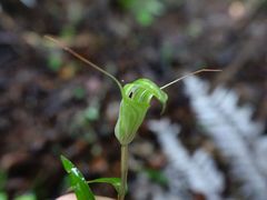 Pterostylis brumalis