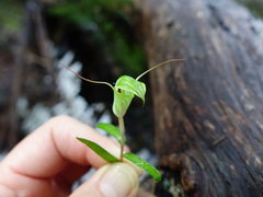 Pterostylis brumalis