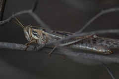 Schistocerca cancellata