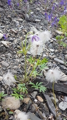 Pulsatilla dahurica