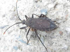 Hygia lativentris