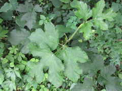 Heracleum moellendorffii