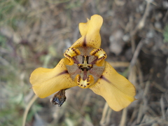 Cypella herbertii